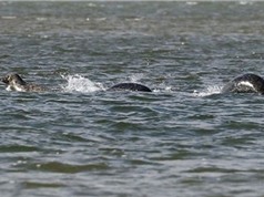 Phát hiện sinh vật lạ giống quái vật hồ Loch Ness