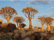 Chiêm ngưỡng rừng cây kỳ lạ ở miền Nam Namibia