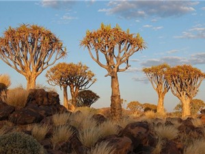 Chiêm ngưỡng rừng cây kỳ lạ ở miền Nam Namibia