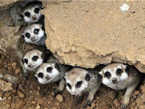 Chùm ảnh đẹp về cầy Meerkat