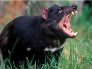 Thế giới kỳ bí của quỷ Tasmania, “sát thủ” có túi lớn nhất thế giới