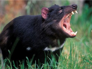 Thế giới kỳ bí của quỷ Tasmania, “sát thủ” có túi lớn nhất thế giới