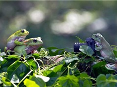Kỹ năng selfie của ếch xanh