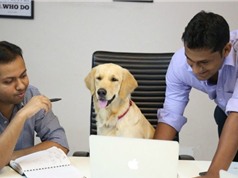 KỲ LẠ: Chó làm sáng lập viên hãng startup với nhiệm vụ đặc biệt