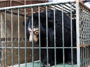 Chuyển giao cá thể gấu ngựa nuôi bất hợp pháp tại Hà Nội