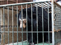 Chuyển giao cá thể gấu ngựa nuôi bất hợp pháp tại Hà Nội