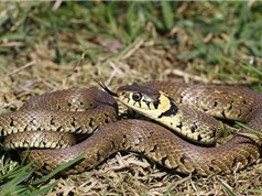 Khám phá gây sửng sốt về loài rắn cỏ