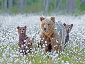 Chiêm ngưỡng tình mẫu tử cực kỳ đáng yêu của loài gấu