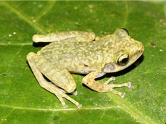 Phát hiện loài ếch cây mới ở Hòa Bình; Giá iPhone 7 giảm xuống dưới 17 triệu đồng