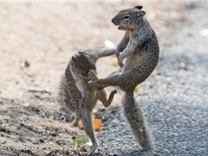 Màn biểu diễn kungfu bất phân thắng bại của hai chú sóc nhỏ