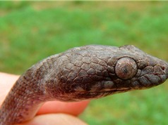 Phát hiện loài rắn “ma” mới tại Madagascar
