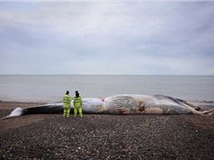 Xác cá voi khổng lồ dài 15 m dạt vào bờ biển Anh