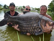 Thái Lan bắt được cá chép nặng kỷ lục thế giới