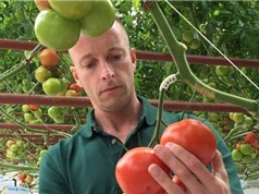 Công nghệ trồng cà chua sạch bằng năng lượng mặt trời và nước biển
