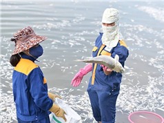 Xác định nguyên nhân ban đầu làm cá Hồ Tây chết hàng loạt