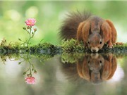 Chùm ảnh đẹp về động vật hoang dã của nhiếp ảnh gia người Áo