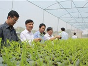 Bắc Giang: Ứng dụng công nghệ cao vào  sản xuất nông nghiệp