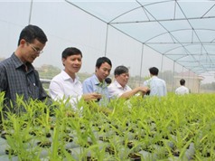 Bắc Giang: Ứng dụng công nghệ cao vào  sản xuất nông nghiệp