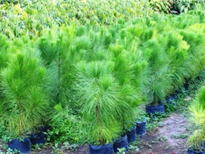 Lâm Đồng: Nghiên cứu tuyển chọn thêm nhiều giống cây lâm nghiệp