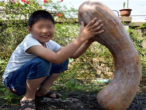 Quả bí ngô nặng 40kg trong vườn nông dân Trung Quốc