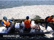 Cá chết trắng Hồ Tây: Cần một năm để khôi phục  hệ sinh thái