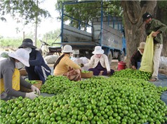 Ninh Thuận dán nhãn để bảo hộ trái táo 