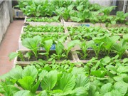 Thùng xốp trồng rau không hại sức khỏe