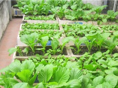 Thùng xốp trồng rau không hại sức khỏe