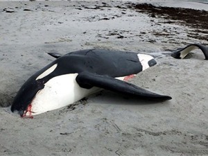 Cá voi sát thủ chết vì sai lầm của các nhà khoa học Mỹ