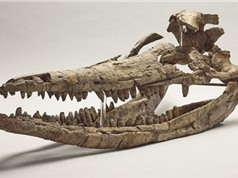 Hóa thạch "rồng biển" thống trị đại dương kỷ Jura