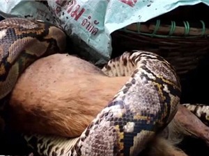 Thái Lan: Trăn khổng lồ dài 6m bò vào nhà bắt chó