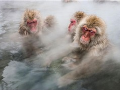 Chủm ảnh ấn tượng: Khỉ tắm nước nóng, hải cẩu xám cười “tít mắt”