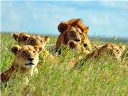 Săn sư tử để... bảo tồn các loài