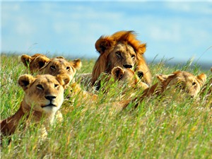 Săn sư tử để... bảo tồn các loài