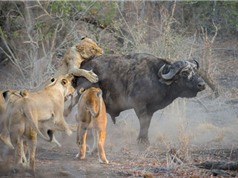 Giải mã chiến thuật săn mồi tuyệt đỉnh của loài sư tử