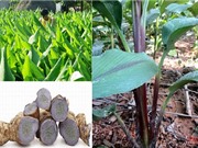 Nghệ đen trồng ở Nghệ An thu khoảng 700 triệu đồng/ha