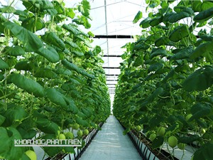 “Nông nghiệp công nghệ cao không chỉ là nhà kính”