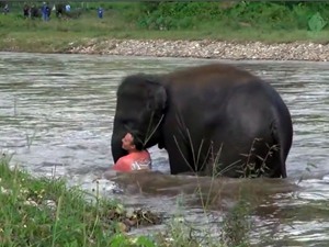 Clip: Voi con lao xuống sông cứu người "chết đuối"