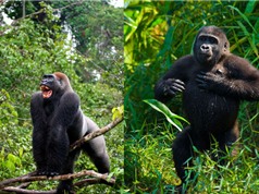 “Phì cười” với biểu cảm của khỉ đột khi bị chụp hình
