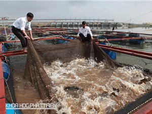 Nâng cao năng lực công nghệ tại Đồng bằng sông Cửu Long: Cần sửa đổi  cơ chế đặt hàng nhiệm vụ
