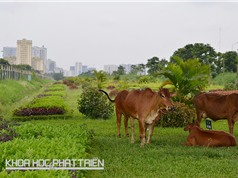 Cắt cỏ đô thị bằng dê, bò: Chưa thể áp dụng tại Việt Nam