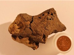Tìm thấy hóa thạch mô não khủng long 133 triệu năm tuổi ở Anh