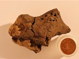 Tìm thấy hóa thạch mô não khủng long 133 triệu năm tuổi ở Anh