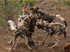 Cận cảnh chó hoang châu Phi “hỗn chiến” giành mồi