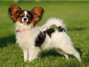 Top 10 loài chó nhỏ nhất thế giới