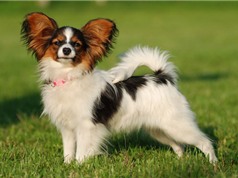 Top 10 loài chó nhỏ nhất thế giới