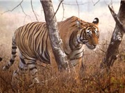 Số phận bi đát của loài hổ hoang dã