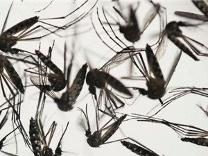 Virus Zika có thể gây vô sinh ở nam giới