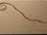 Tranh cãi quanh hóa thạch rắn 4 chân