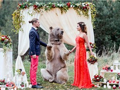 Chùm ảnh gấu nâu làm người chứng hôn cho cặp đôi người Nga